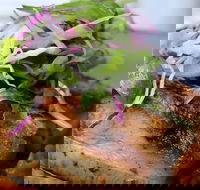 Barchino - Great Ocean Road Tourism