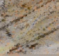 Copperpot Indian Restaurant - Great Ocean Road Tourism