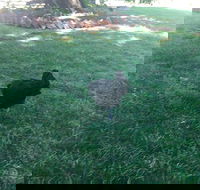 Fitzpatrick's Inn - Great Ocean Road Tourism