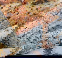 Lawley's Bakery Cafe - Great Ocean Road Tourism