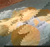 The Taj Restaurant - Great Ocean Road Tourism