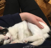 MeowMe Cafe - Great Ocean Road Tourism