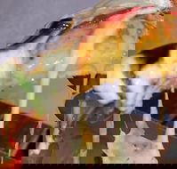 A Taste Of Africa Maleny - Great Ocean Road Tourism