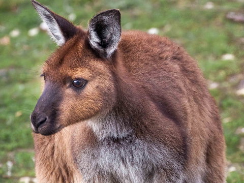 Mercure Kangaroo Island Lodge - Great Ocean Road Tourism 15