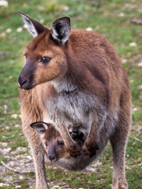 Mercure Kangaroo Island Lodge - Great Ocean Road Tourism 38