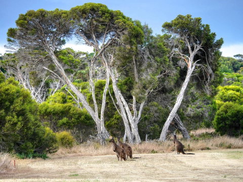 Mercure Kangaroo Island Lodge - Great Ocean Road Tourism 33