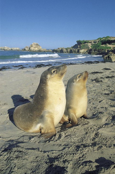 Kangaroo Island Seafront - Great Ocean Road Tourism 40