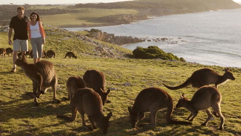Kangaroo Island Seafront - Great Ocean Road Tourism 13