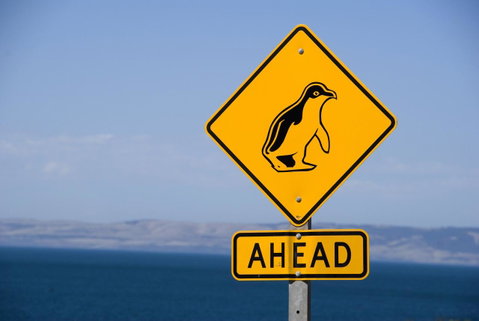 Kangaroo Island Seafront - Great Ocean Road Tourism 43
