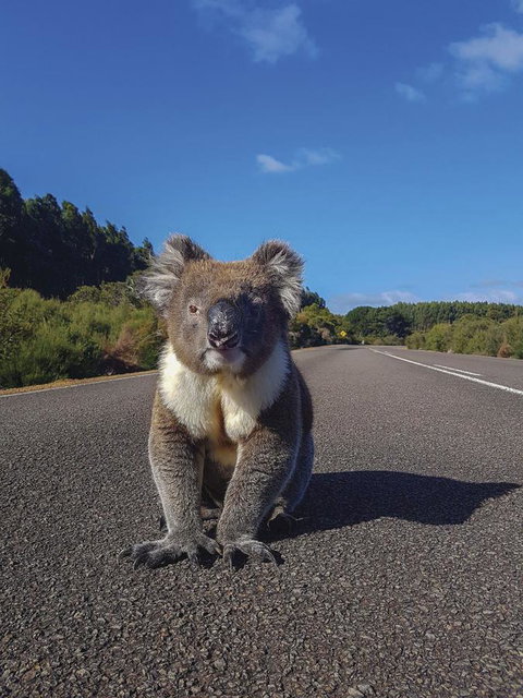 Kangaroo Island Seafront - Great Ocean Road Tourism 14