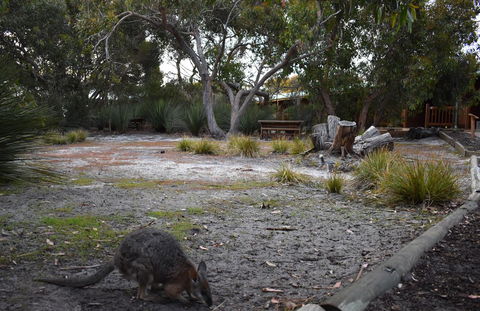 Kangaroo Island Wilderness Retreat - Great Ocean Road Tourism 1