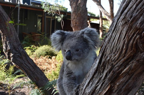 Kangaroo Island Wilderness Retreat - Great Ocean Road Tourism 6