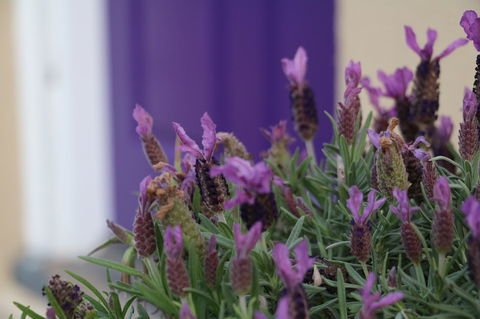 The Purple Door On Seaview - Great Ocean Road Tourism 0