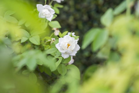 Garden City Motor Inn - Great Ocean Road Tourism 40