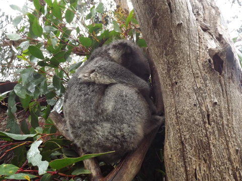 Home On Torrens - Great Ocean Road Tourism 32