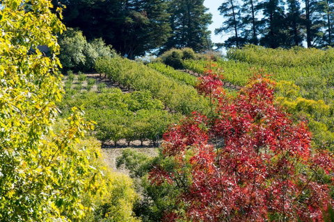 The Manor Basket Range - Great Ocean Road Tourism 16
