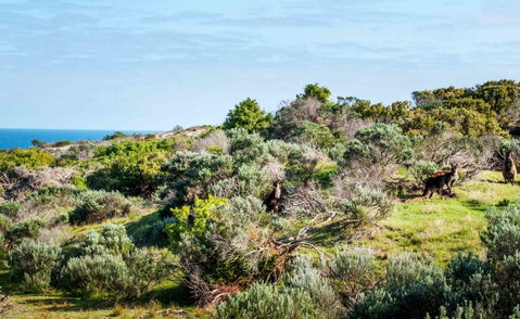 Admirals Inn - Great Ocean Road Tourism 36