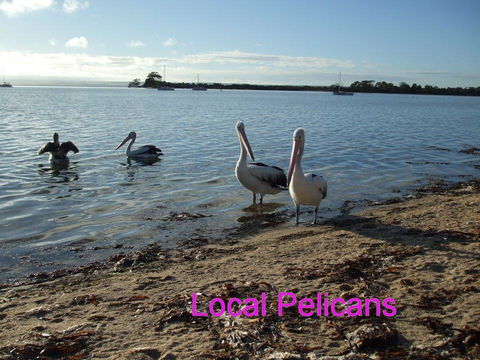 Casuarina Coastal Units - Great Ocean Road Tourism 23