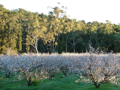 Taralee Orchards - Great Ocean Road Tourism 5