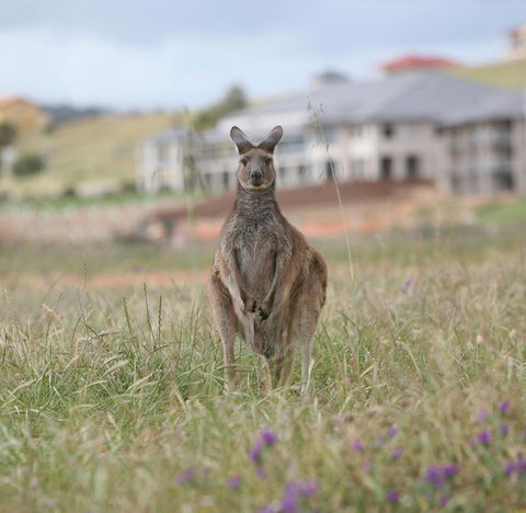 Lady Bay Hotel - Great Ocean Road Tourism 18
