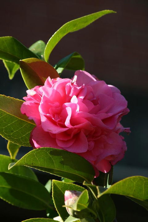 Pirralilla Estate Adelaide Hills - Great Ocean Road Tourism 23