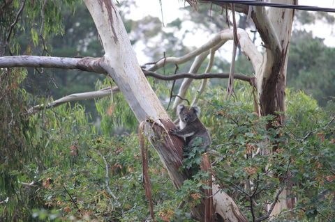 Pirralilla Estate Adelaide Hills - Great Ocean Road Tourism 24