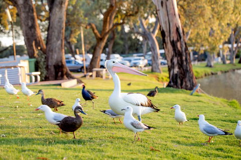 BIG4 Renmark Riverfront Holiday Park - Great Ocean Road Tourism 9