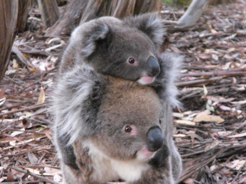 Discovery Parks - Kangaroo Island - Great Ocean Road Tourism 34