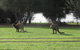 Discovery Parks - Kangaroo Island - thumb 40