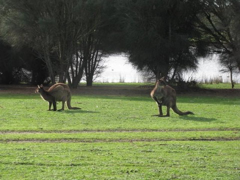 Discovery Parks - Kangaroo Island - Great Ocean Road Tourism 40