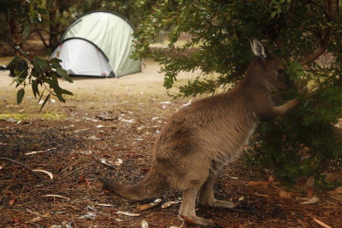 Discovery Parks - Kangaroo Island - Great Ocean Road Tourism 35