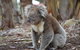 Discovery Parks - Kangaroo Island - thumb 38