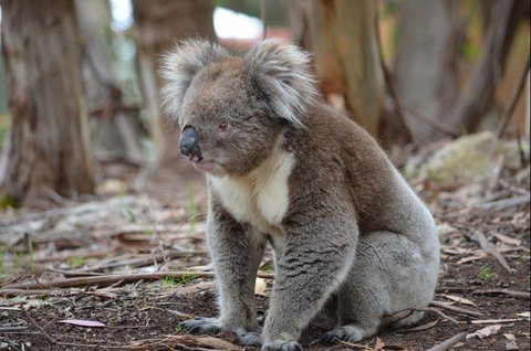Discovery Parks - Kangaroo Island - Great Ocean Road Tourism 38