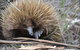 Discovery Parks - Kangaroo Island - thumb 37