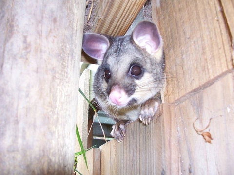Discovery Parks - Kangaroo Island - Great Ocean Road Tourism 39