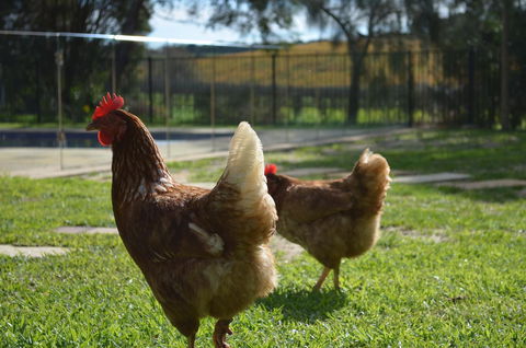 Amande Bed And Breakfast - Great Ocean Road Tourism 20