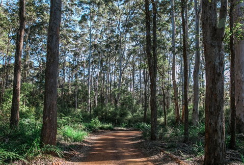 The Floating Forest - Great Ocean Road Tourism 37