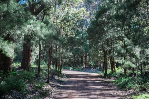 The Floating Forest - Great Ocean Road Tourism 30