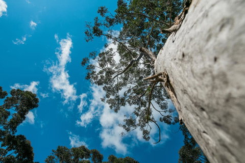 The Floating Forest - Great Ocean Road Tourism 36