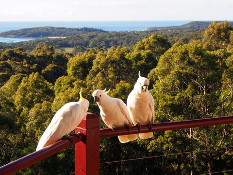Bundle Hill Cottages - Great Ocean Road Tourism 2