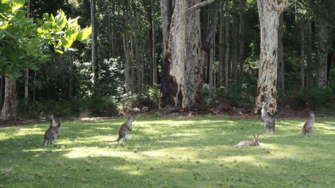 Bundle Hill Cottages - Great Ocean Road Tourism 15