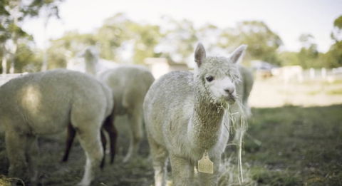 The Woods Farm Jervis Bay - Great Ocean Road Tourism 12