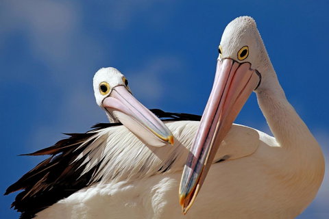 Condo 105 @ Horizons Golf Resort - Salamander Bay NSW - Great Ocean Road Tourism 14