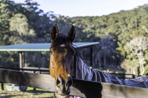The Outlook Cabana - Great Ocean Road Tourism 19