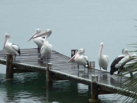 Pelican H2O One & Two Bedroom Apartments - Great Ocean Road Tourism 6