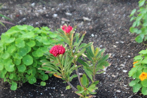 Red Waratah - Great Ocean Road Tourism 12