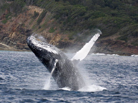 Braemar 9 - Great Ocean Road Tourism 8