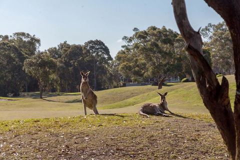 Horizons Retreat & Golf, Villa 133 - Great Ocean Road Tourism 18
