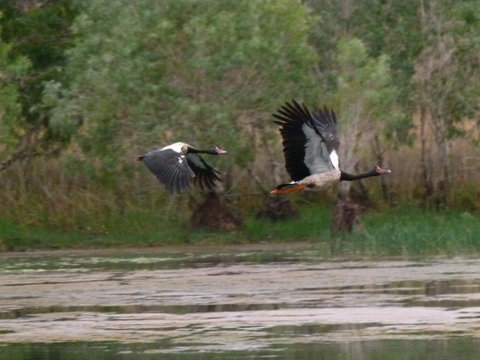 Mercure Kakadu Crocodile - Great Ocean Road Tourism 31