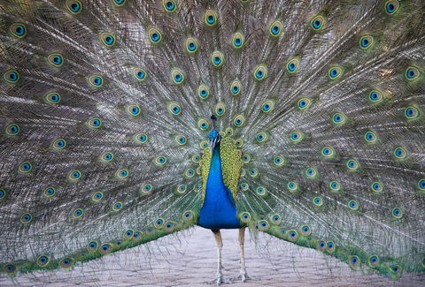 DoubleTree By Hilton Alice Springs - Great Ocean Road Tourism 20